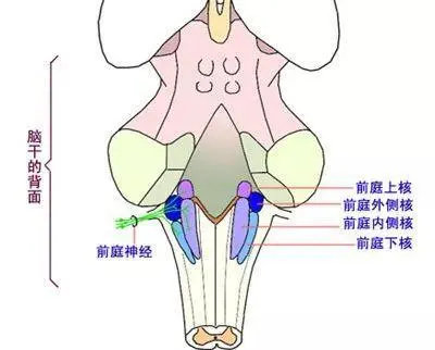 儿童感统失调现象不容小视，越来越多的孩子中招！